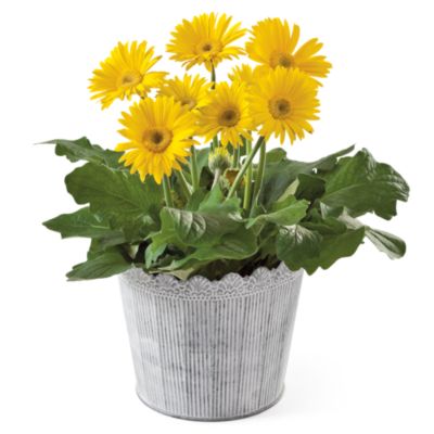 Gerbera Daisy Plant Gift